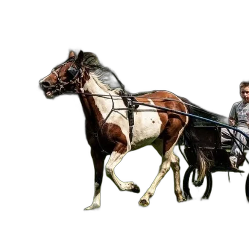 animal, car, photorealistic, concept art transparent PNG cut-out