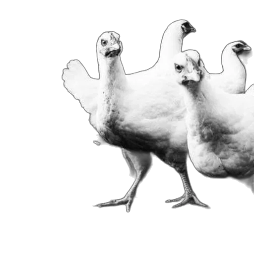 animal, food, concept art, photorealistic, 3d render, pencil sketch, black, white transparent PNG cut-out
