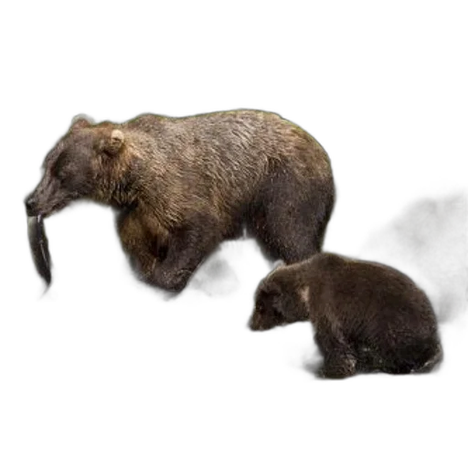 animal, creature, concept art, photorealistic, 3d render, oil painting, snow, fog transparent PNG cut-out