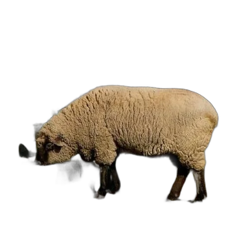 animal, weapon, creature, food, 3d render, photorealistic, concept art, pixel art transparent PNG cut-out