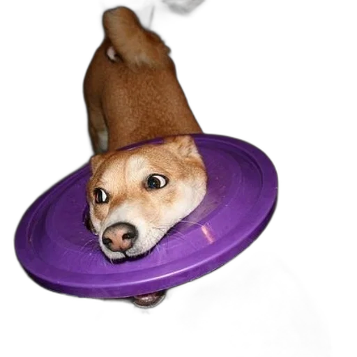 hat, food, animal, crown, 3d render, photorealistic, dog, frisbee transparent PNG cut-out