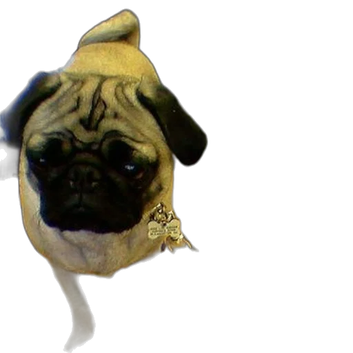 creature, animal, mask, face, 3d render, photorealistic, concept art, pug transparent PNG cut-out