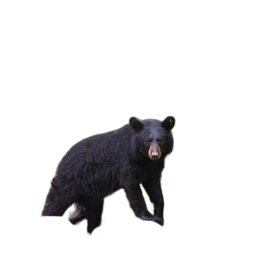 animal, creature, staff, weapon, 3d render, photorealistic, concept art, pixel art transparent PNG cut-out