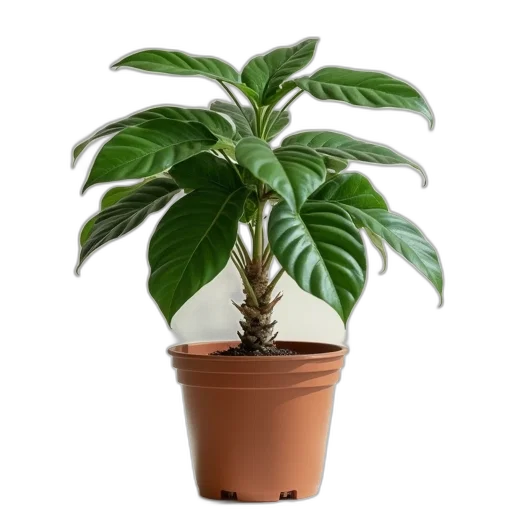 tree, crown, flower, staff transparent PNG cut-out