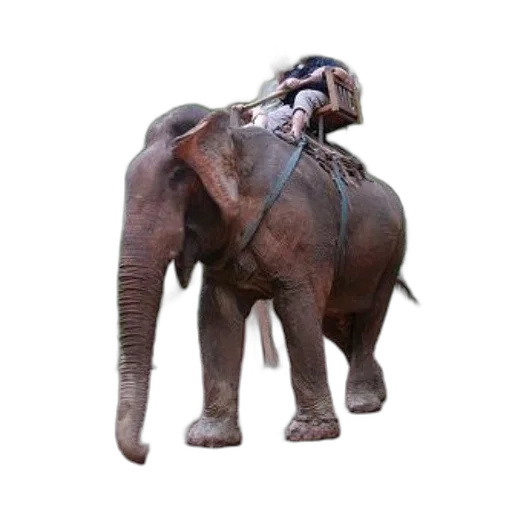 animal, creature, staff, mask, 3d render, concept art, photorealistic, couple transparent PNG cut-out