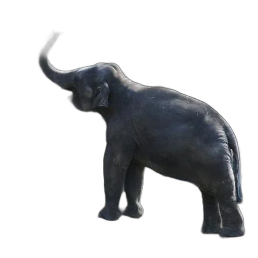 animal, creature, staff, jewelry, 3d render, photorealistic, concept art, young transparent PNG cut-out