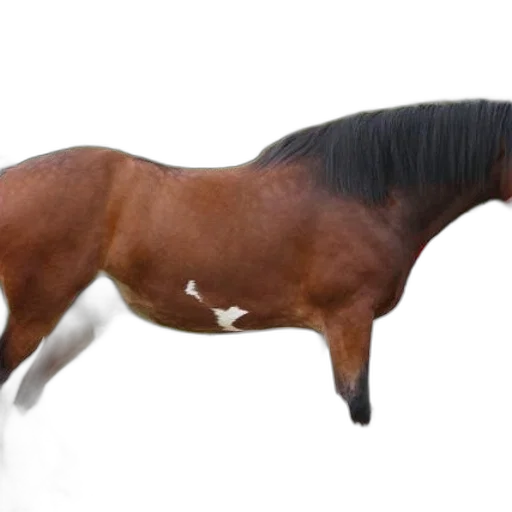 animal, creature, hair, dragon transparent PNG cut-out