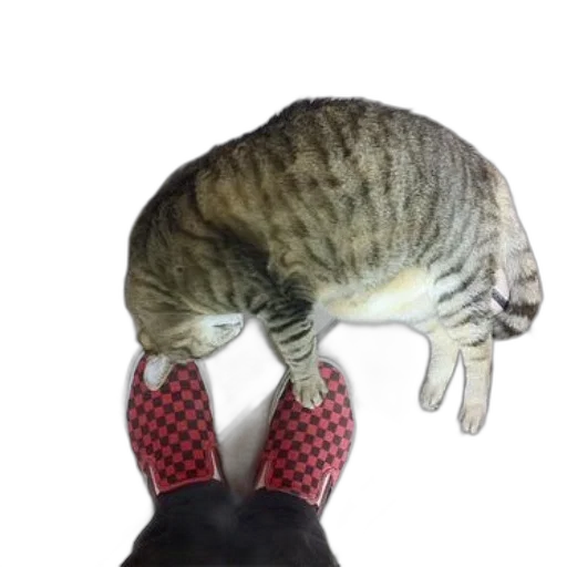 shoes, hat, creature, animal, 3d render, photorealistic, cat, sleeping transparent PNG cut-out