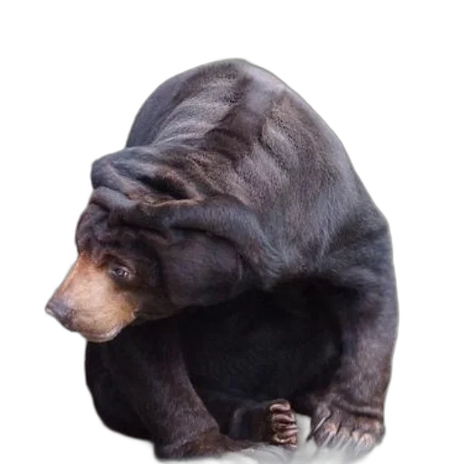 animal, creature, hair, staff, 3d render, concept art, photorealistic, bear transparent PNG cut-out