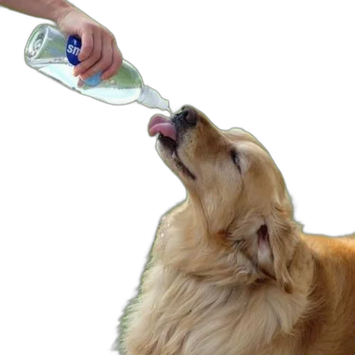 bottle, animal, food, staff, photorealistic, 3d render, person, giving transparent PNG cut-out
