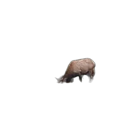 animal, creature, hair, hat, 3d render, pixel art, concept art, photorealistic transparent PNG cut-out