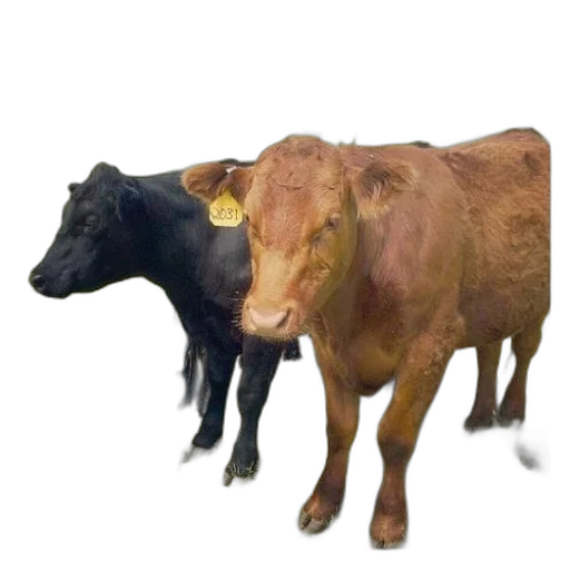 animal, food, jewelry, creature, photorealistic, 3d render, concept art, oil painting transparent PNG cut-out