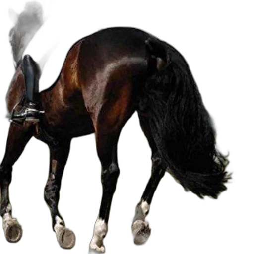 animal, hair, creature, dragon, photorealistic, concept art, rider, brown transparent PNG cut-out