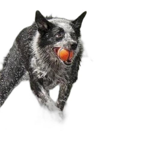 animal, creature, food, dragon, photorealistic, black, white, dog transparent PNG cut-out