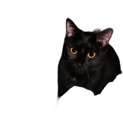 animal, creature, dragon, mask transparent PNG cut-out
