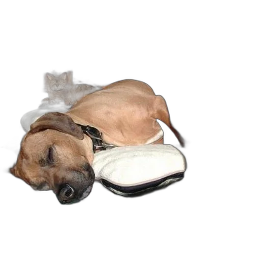 staff, animal, creature, dog, cat, share, cozy, moment transparent PNG cut-out