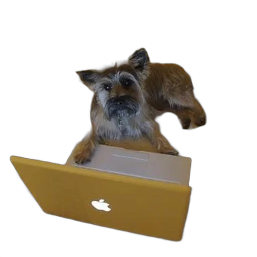 animal, staff, 3d render, small, dog, sits, bed, laptop transparent PNG cut-out