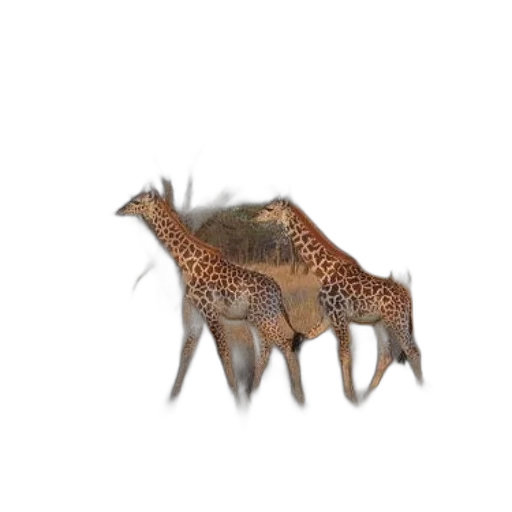animal, creature, dragon, crown, 3d render, concept art, photorealistic, fantasy art transparent PNG cut-out