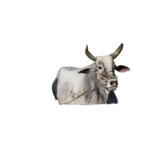 animal, creature, face, mask, photorealistic, 3d render, concept art, pixel art transparent PNG cut-out