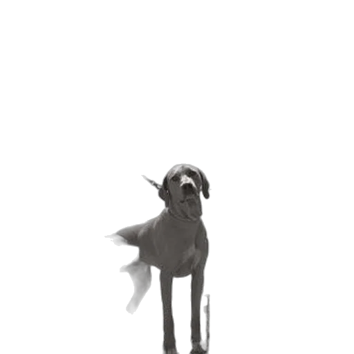 creature, animal, staff, dragon, concept art, 3d render, cartoon, fantasy art transparent PNG cut-out