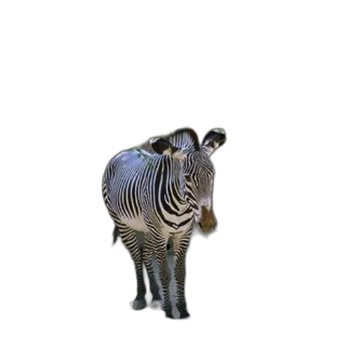 animal, creature, staff, hat transparent PNG cut-out