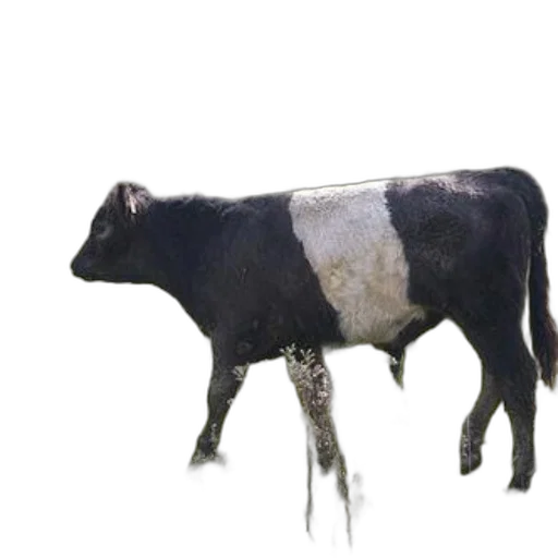 animal, creature, food, robot, photorealistic, concept art, 3d render, oil painting transparent PNG cut-out