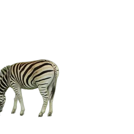 animal, creature, furniture, shoes, 3d render, concept art, photorealistic, watercolor transparent PNG cut-out