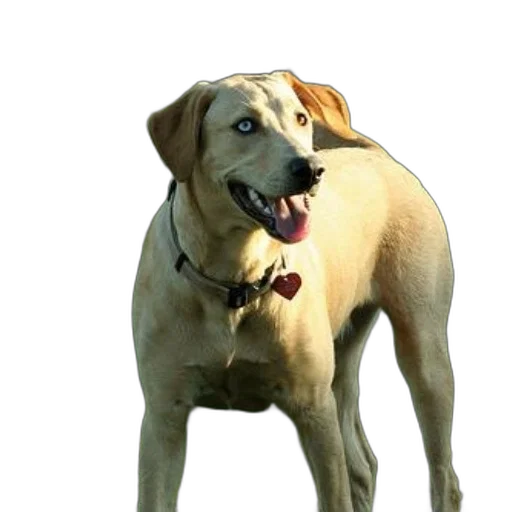 animal, staff, creature, face, photorealistic, 3d render, concept art, happy transparent PNG cut-out