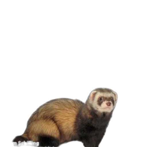 animal, creature, hair, staff transparent PNG cut-out