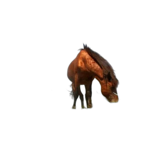 animal, creature, hat, weapon, 3d render, concept art, pixel art, photorealistic transparent PNG cut-out