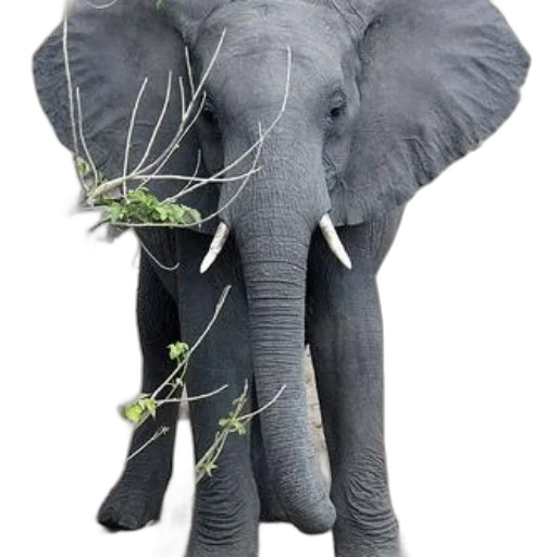 animal, creature, weapon, staff, photorealistic, concept art, majestic, elephant transparent PNG cut-out