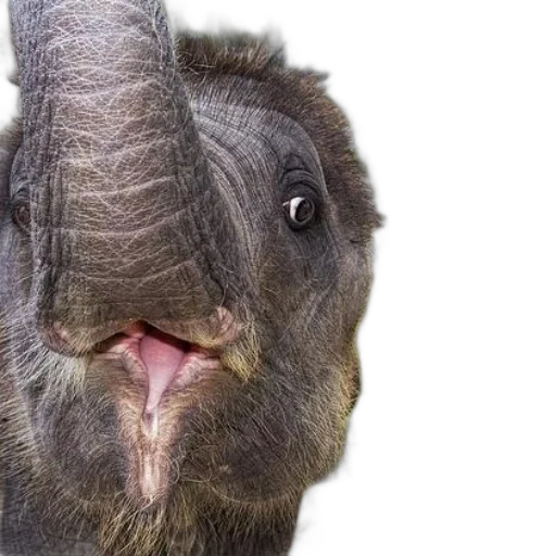 animal, face, creature, hair, photorealistic, close-up, photo, elephant transparent PNG cut-out
