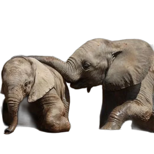 animal, furniture, 3d render, photorealistic, concept art, two, baby, elephants transparent PNG cut-out