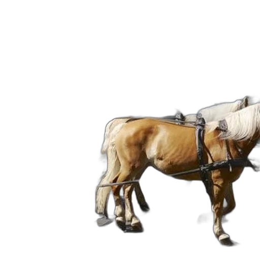 animal, weapon, staff, concept art, photorealistic, watercolor, 3d render, horse-drawn transparent PNG cut-out