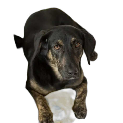 staff, animal, face, umbrella, photorealistic, 3d render, snow, black transparent PNG cut-out