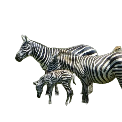 animal, jewelry, creature, furniture, 3d render, concept art, photorealistic, fantasy art transparent PNG cut-out