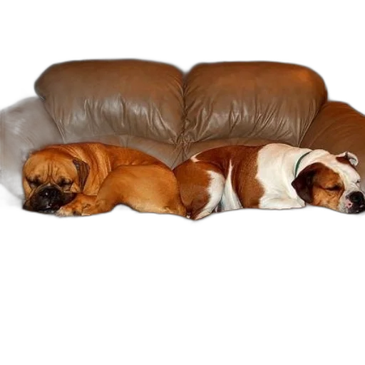 furniture, photorealistic, two, dogs, sleep, brown, leather, couch transparent PNG cut-out