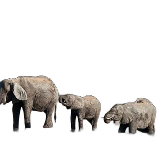 animal, concept art, 3d render, photorealistic, elephants, natural, setting, one transparent PNG cut-out