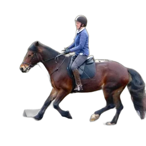 jacket, person, riding, brown, horse, outdoor, arena transparent PNG cut-out