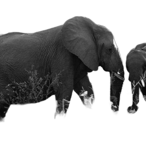 animal, photorealistic, 3d render, concept art, two, elephants, grassy, field transparent PNG cut-out