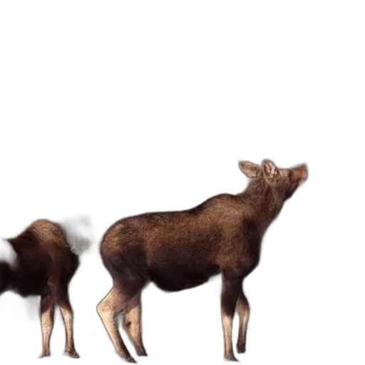 animal, creature, food, 3d render, concept art, photorealistic, forest, two transparent PNG cut-out