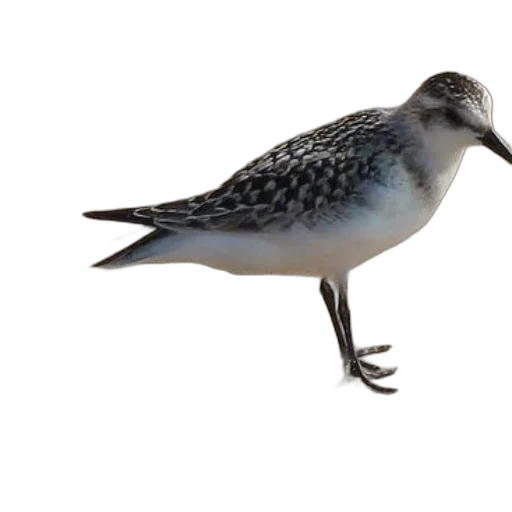 animal, staff, creature, crown, 3d render, photorealistic, concept art, bird transparent PNG cut-out