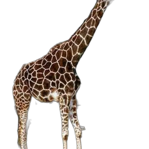 animal, creature, staff, hat, 3d render, concept art, photorealistic, pixel art transparent PNG cut-out