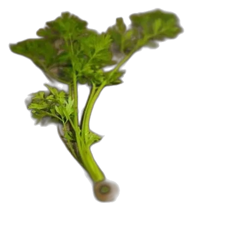 food, weapon, flower, staff, 3d render, photorealistic, concept art, green transparent PNG cut-out