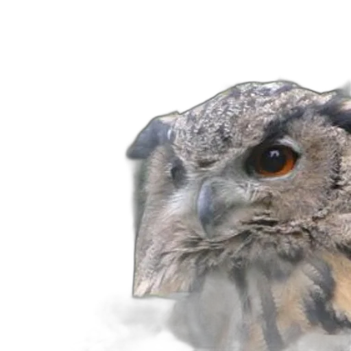 animal, face, creature, photorealistic, 3d render, close-up, owl, striking transparent PNG cut-out