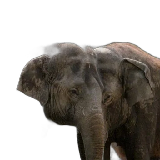animal, creature, staff, photorealistic, 3d render, concept art, two, elephants transparent PNG cut-out