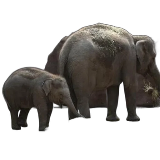 animal, 3d render, concept art, photorealistic, baby, elephant, stands, next transparent PNG cut-out