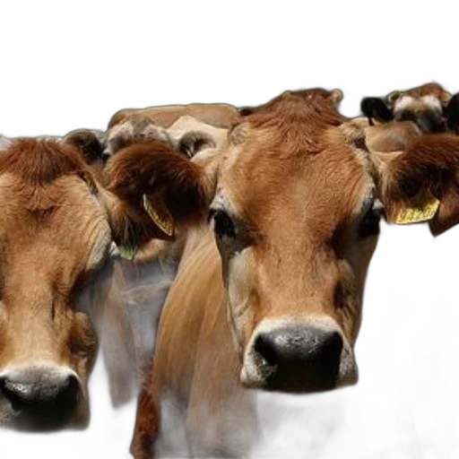 animal, mask, food, photorealistic, group, brown, cows, yellow transparent PNG cut-out