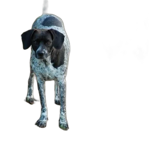 animal, staff, creature, hat, 3d render, photorealistic, concept art, blue transparent PNG cut-out