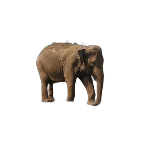 animal, creature, furniture, staff transparent PNG cut-out
